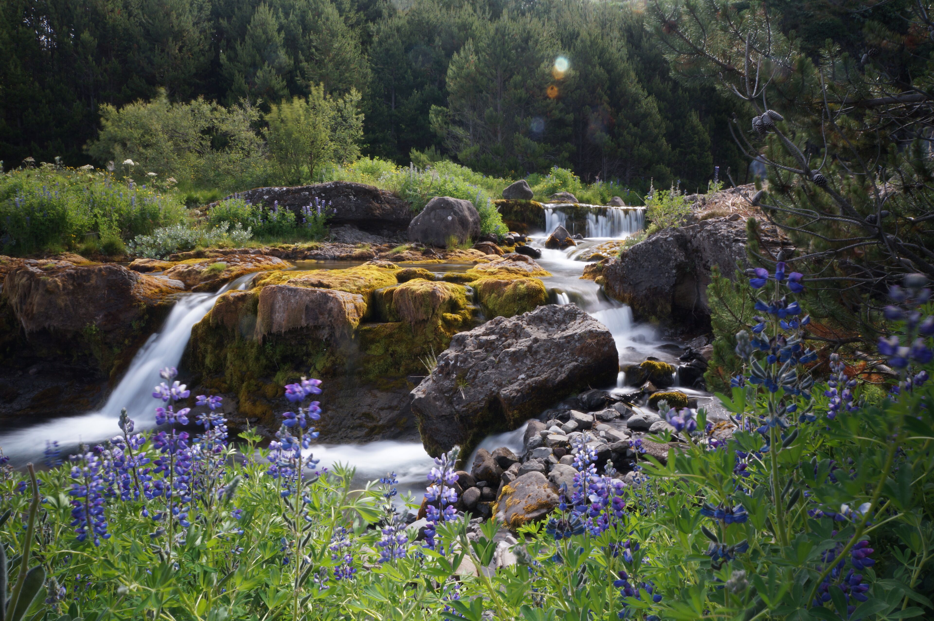 This easy nature walk turned out to be one of my favorite and most beautiful places in Iceland! It had 3 different waterfalls surrounded by flowers in full bloom! #Adventure #photocontest