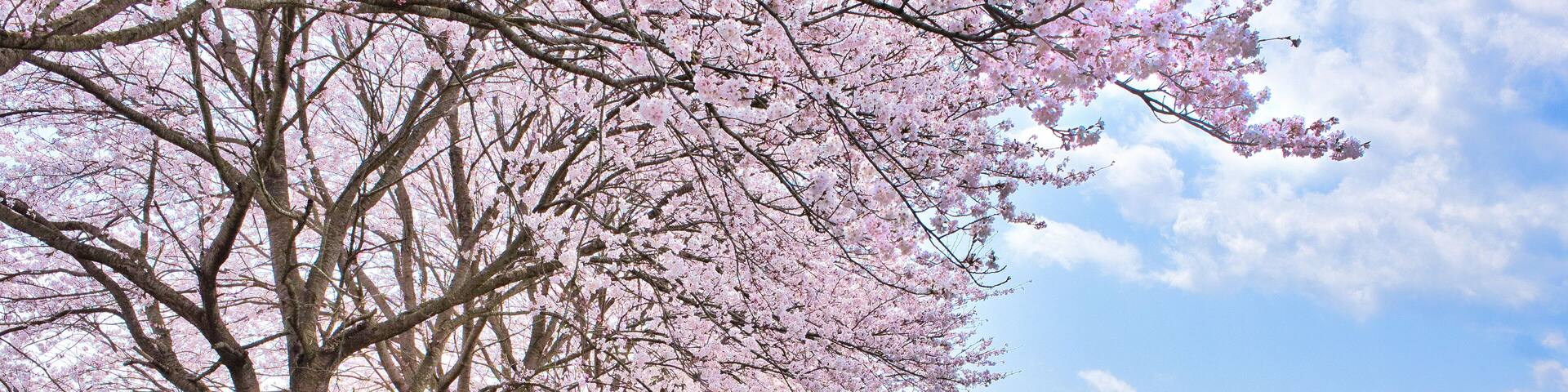 cherry trees on the bannk of Kakogawa River