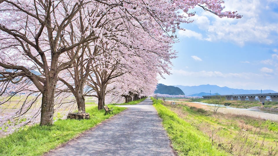 cherry trees on the bannk of Kakogawa River