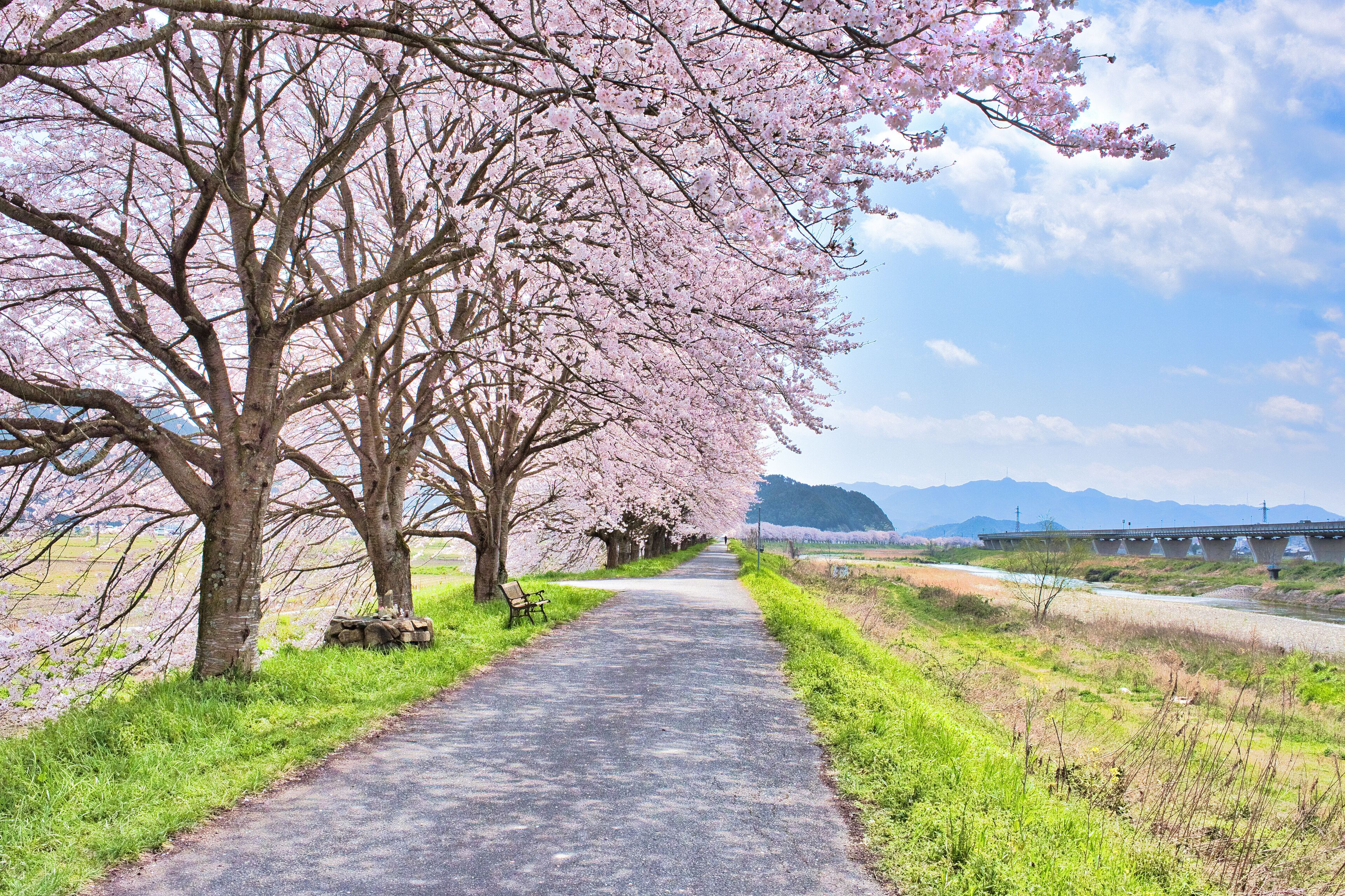 A pathway lined with cherry blossom trees, a bench, and a bridge in the distance.