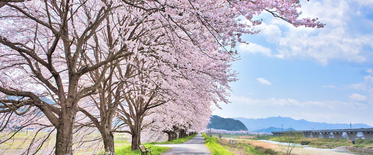 A pathway lined with cherry blossom trees, a bench, and a bridge in the distance.