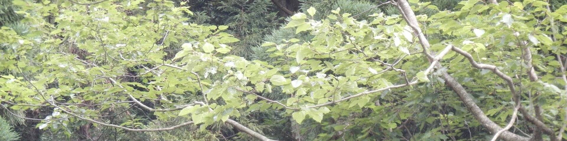 Kasumiku Amarube, Kami, Mikata District, Hyogo Prefecture 669-6671, Japan