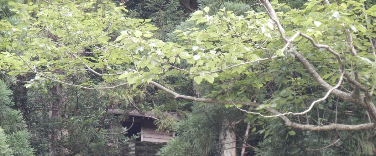 A forest with a wooden staircase leading up a rocky hillside.