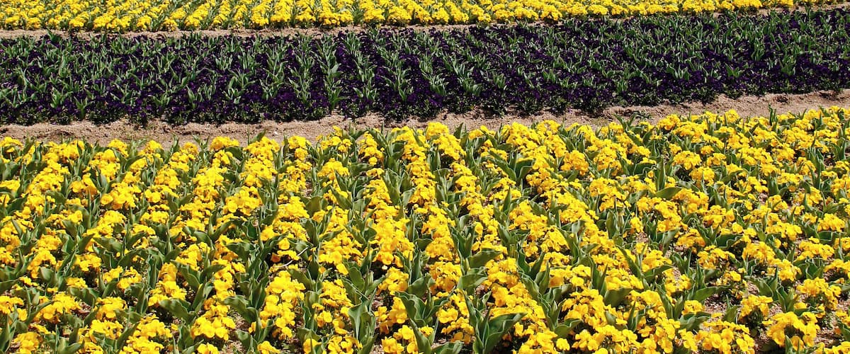 Hyogo Prefectural Flower Center in Kasai, Hyogo prefecture, Japan.