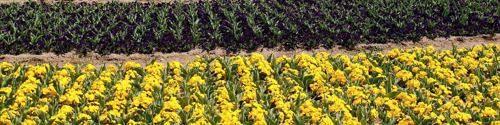 Hyogo Prefectural Flower Center in Kasai, Hyogo prefecture, Japan.