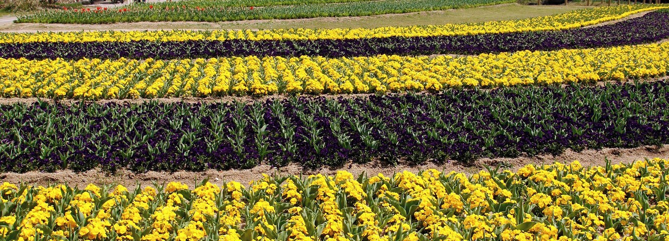 Hyogo Prefectural Flower Center in Kasai, Hyogo prefecture, Japan.