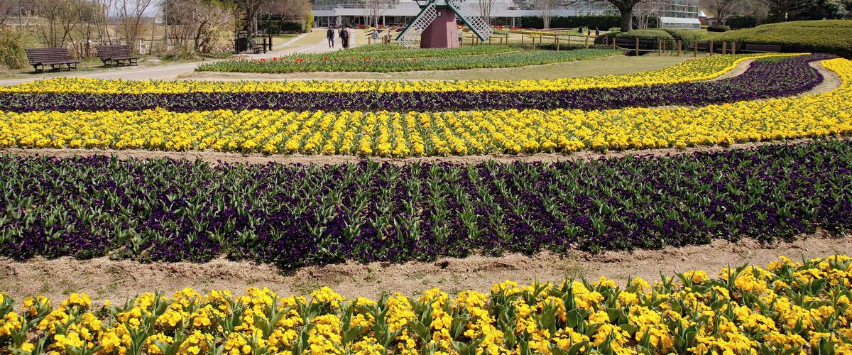 Hyogo Prefectural Flower Center in Kasai, Hyogo prefecture, Japan.