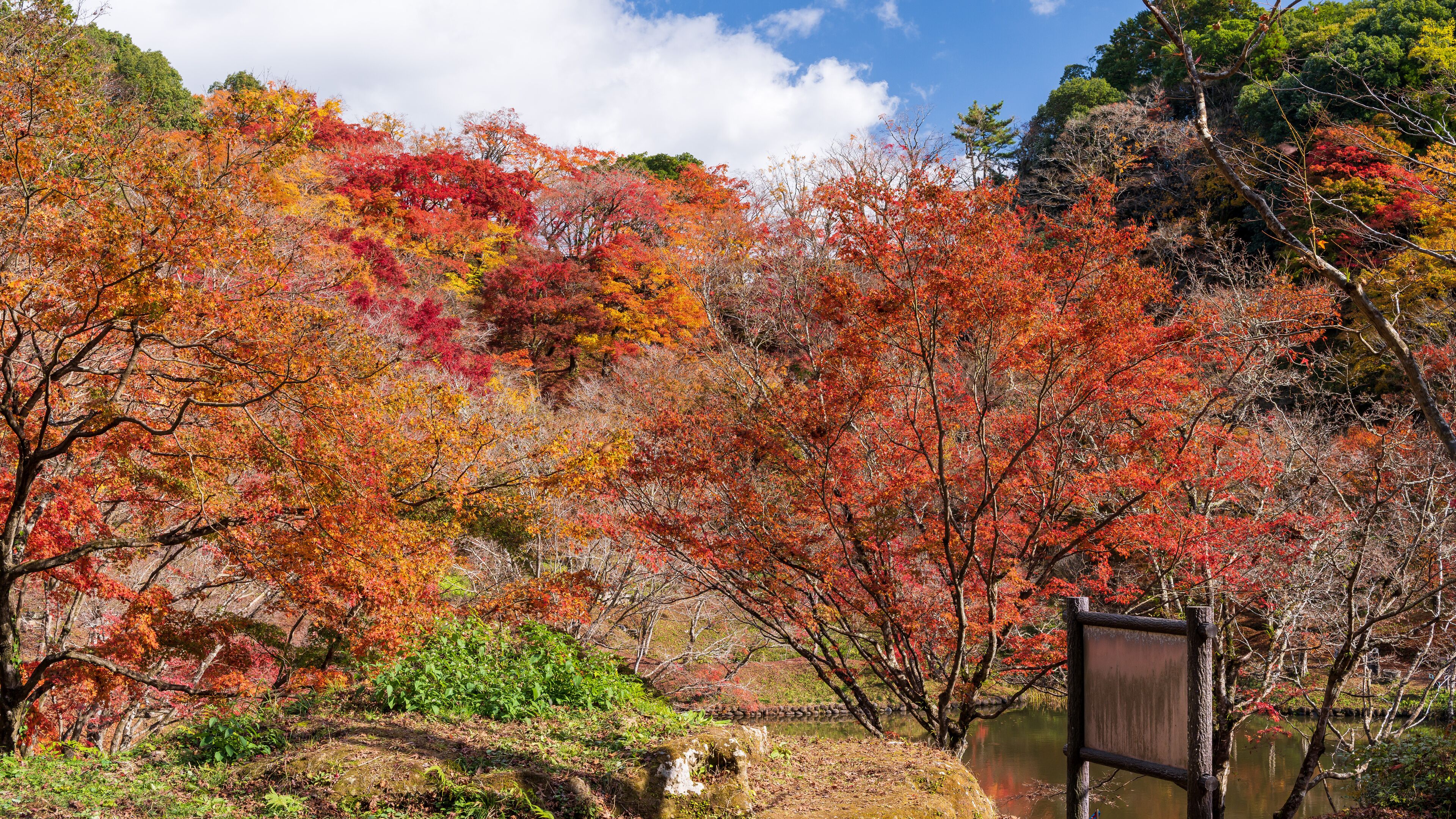 紅  葉に色づく景色に包まれる風景
A landscape surrounded by autumn leaves
日本（秋）2022年撮影
Japan (Autumn) Photographed in 2022
九州・大分県豊後大野市
Bungo-Ono City, Oita Prefecture, Kyushu
用作公園（ゆうじゃくこうえん）
Yujaku Park