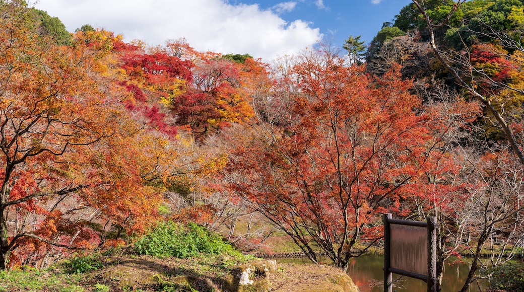 紅葉に色づく景色に包まれる風景
A landscape surrounded by autumn leaves
日本(秋)2022年撮影
Japan (Autumn) Photographed in 2022
九州・大分県豊後大野市
Bungo-Ono City, Oita Prefecture, Kyushu
用作公園(ゆうじゃくこうえん)
Yujaku Park