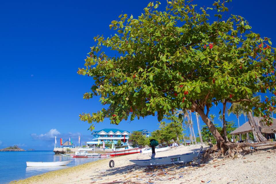 A beach with boats, a tree, and a building in the background.