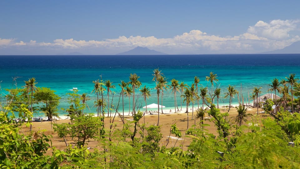 A beach with palm trees and a clear blue ocean.