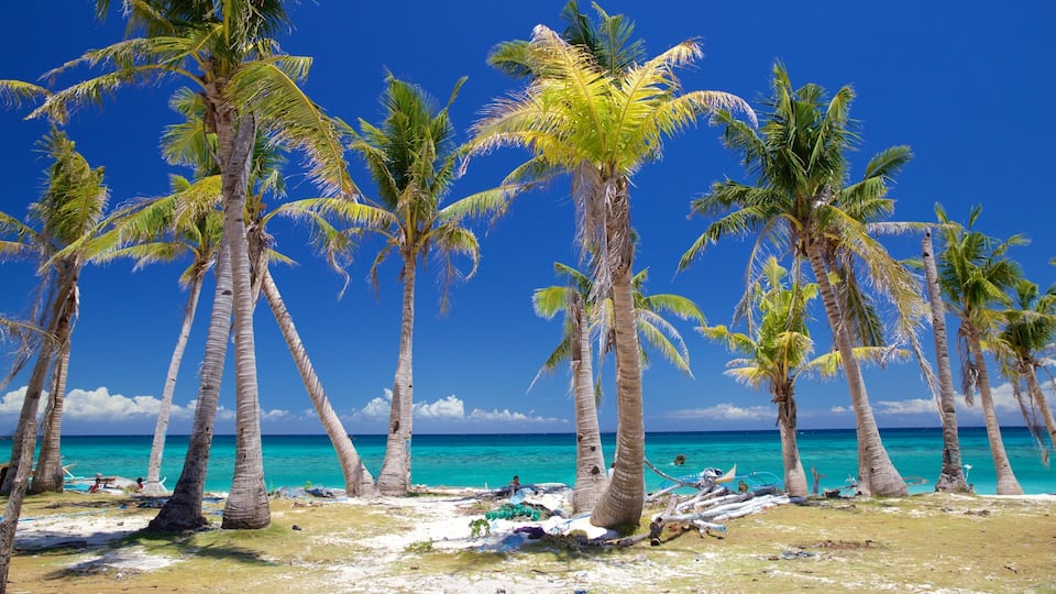 A beach with tall palm trees and turquoise water.