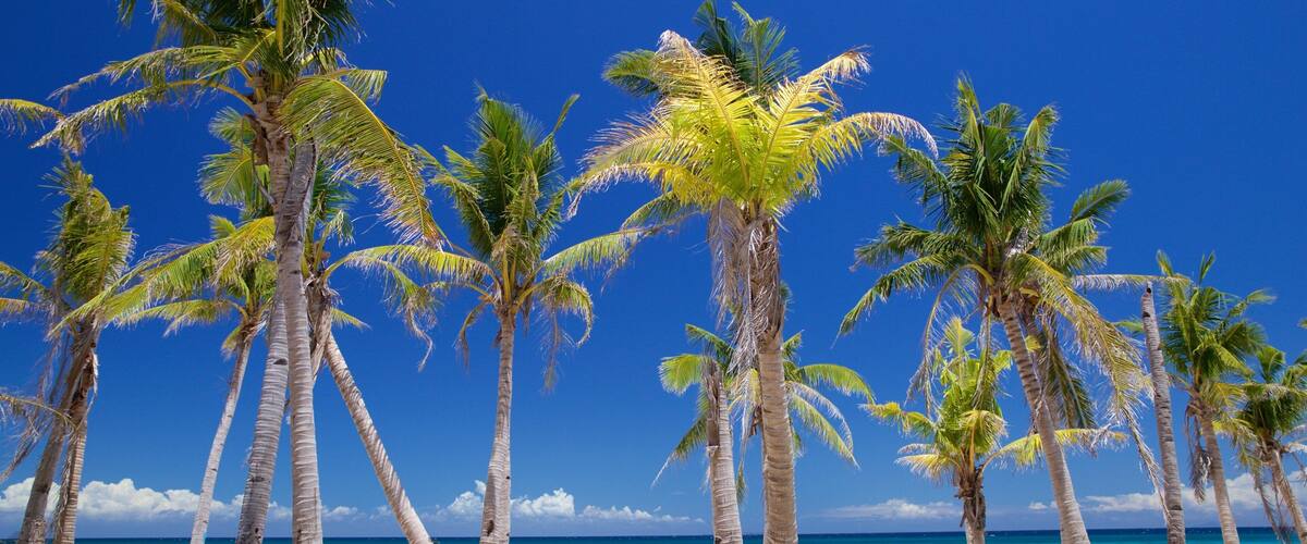 A beach with tall palm trees and turquoise water.