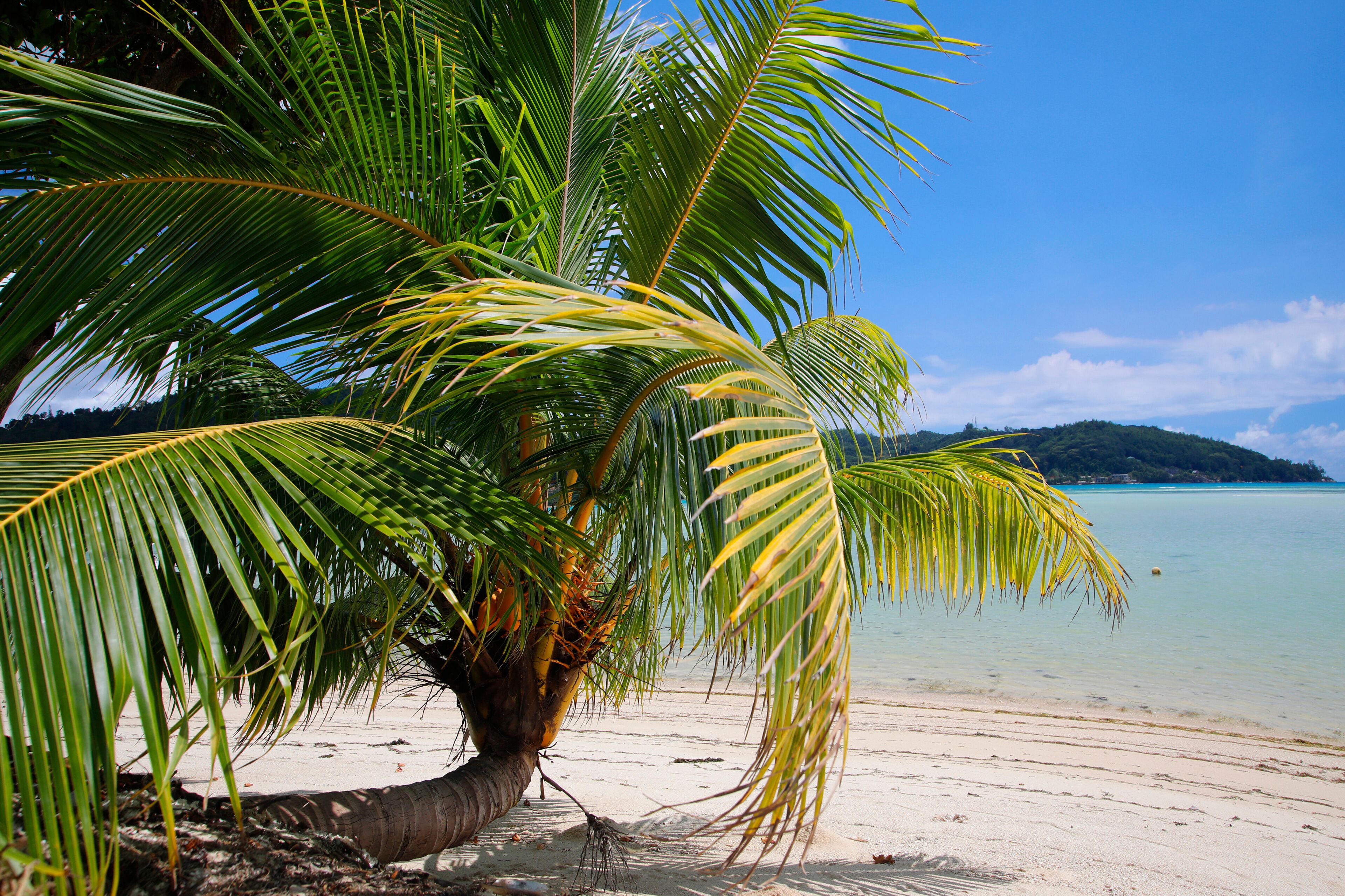 Kokospalme am Sandstrand, Insel Mahe, Indischer Ozean, Seychellen, Afrika 