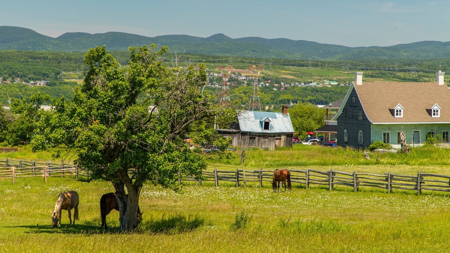 Ile d\'Orleans featuring land animals and farmland