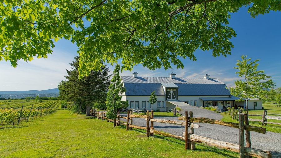 A large house with a metal roof, surrounded by a vineyard and a gravel driveway.