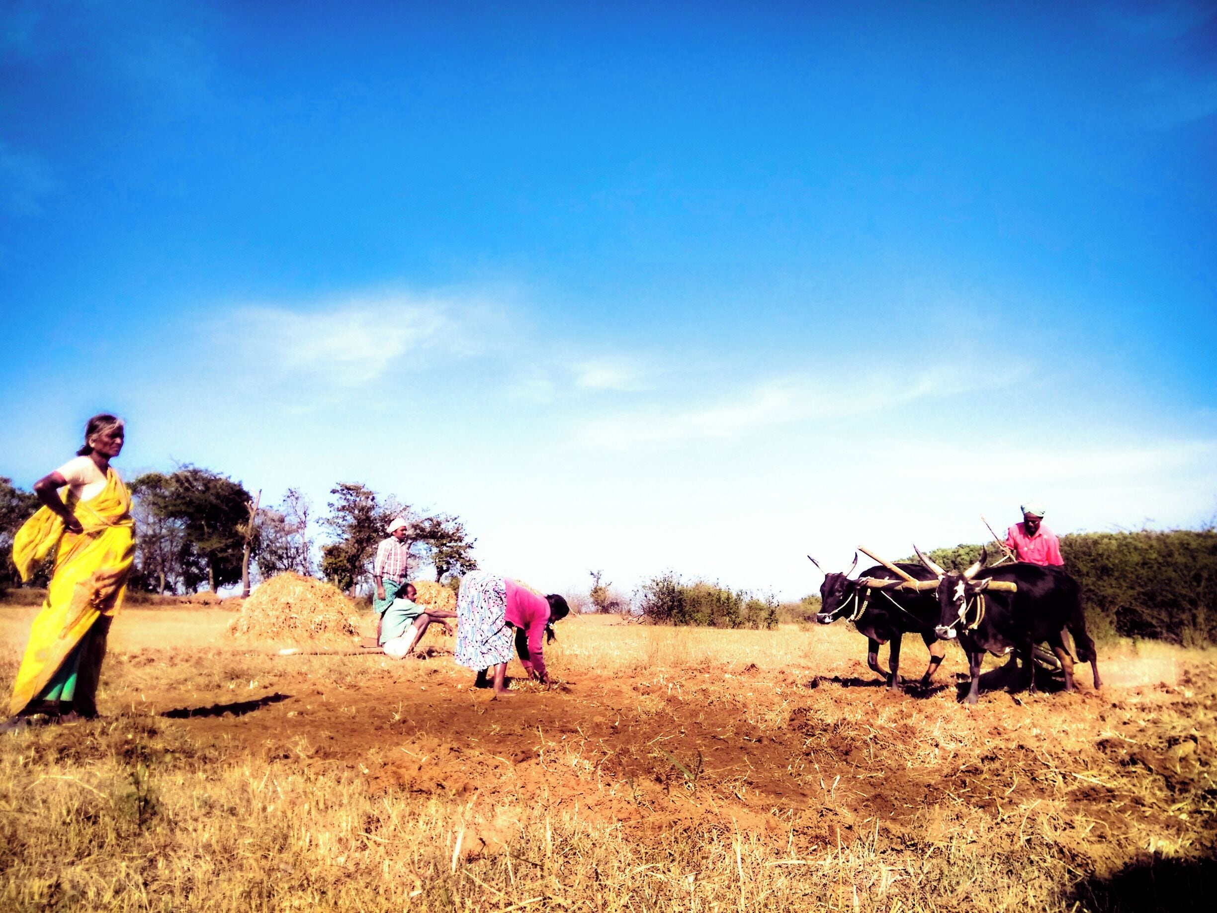 This is day to day work of most of the villagers at sidapura.  They work and cultivate the land regardless the hot sun over their heads..  Still use the old way of using cows for plowing and hands for planting the seeds..  
The water from the dams back water had dried up and they had to use pumps to retrieve water for the banks which was 500mts away.. 
This is one of my favorite places to visit, as there is always something new to photograph from the same location.. 
Last time this same place was filled with water and had to kayak to the island,  and now we could walk to it.. 
#nature #travel #Karnataka #India #culture #people #villagelife #farming #incredibleindia 