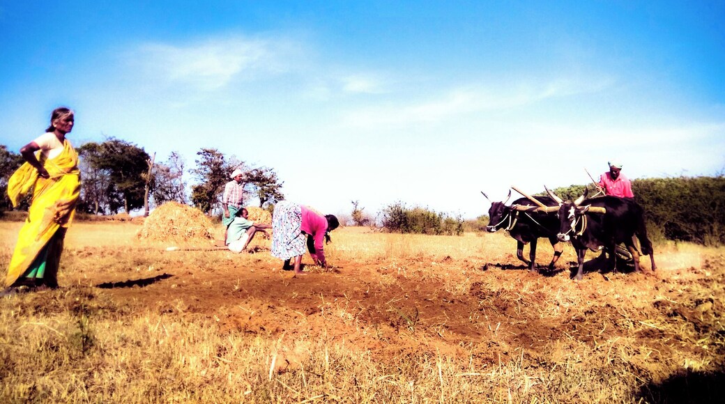 This is day to day work of most of the villagers at sidapura. They work and cultivate the land regardless the hot sun over their heads.. Still use the old way of using cows for plowing and hands for planting the seeds..
The water from the dams back water had dried up and they had to use pumps to retrieve water for the banks which was 500mts away..
This is one of my favorite places to visit, as there is always something new to photograph from the same location..
Last time this same place was filled with water and had to kayak to the island, and now we could walk to it..
#nature #travel #Karnataka #India #culture #people #villagelife #farming #incredibleindia