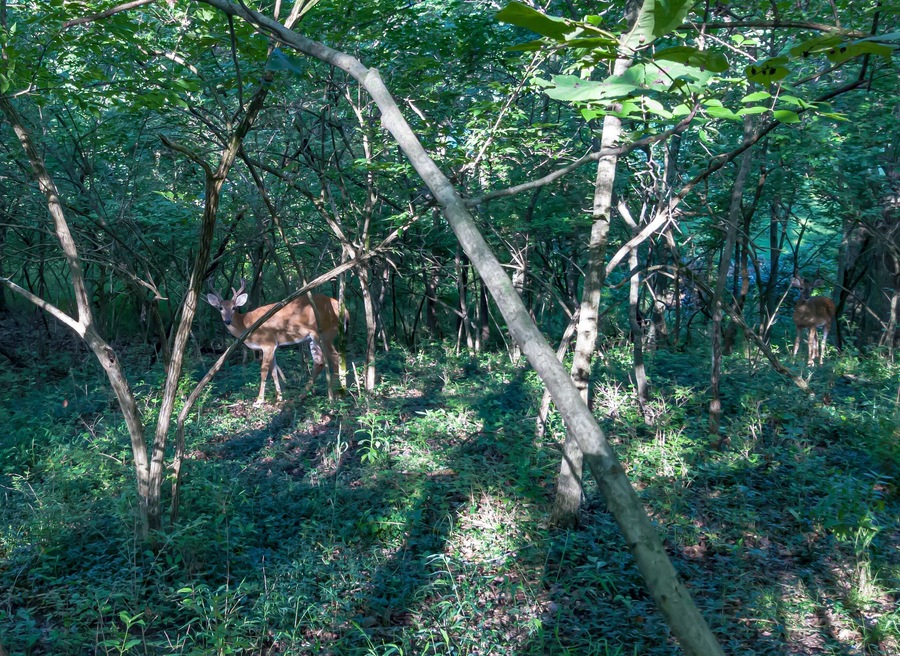 I was staking the right of way easement in this area and these beautiful bucks decided to pay me a visit.