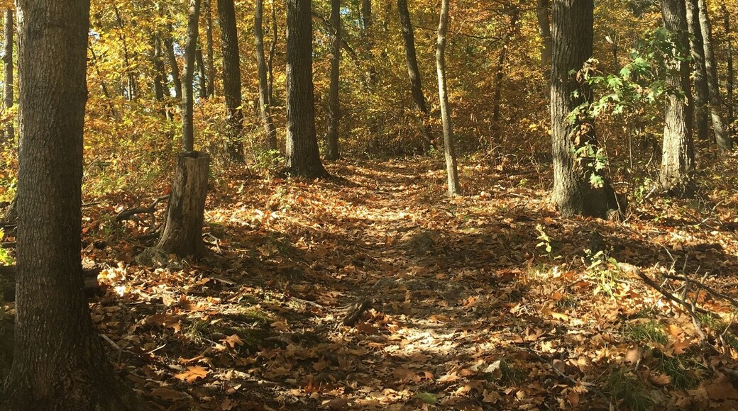 My favorite local trail! Lewis and Clark. And on the perfect fall day, it's even better. 🍁🍂