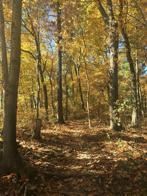 My favorite local trail! Lewis and Clark. And on the perfect fall day, it's even better. 🍁🍂