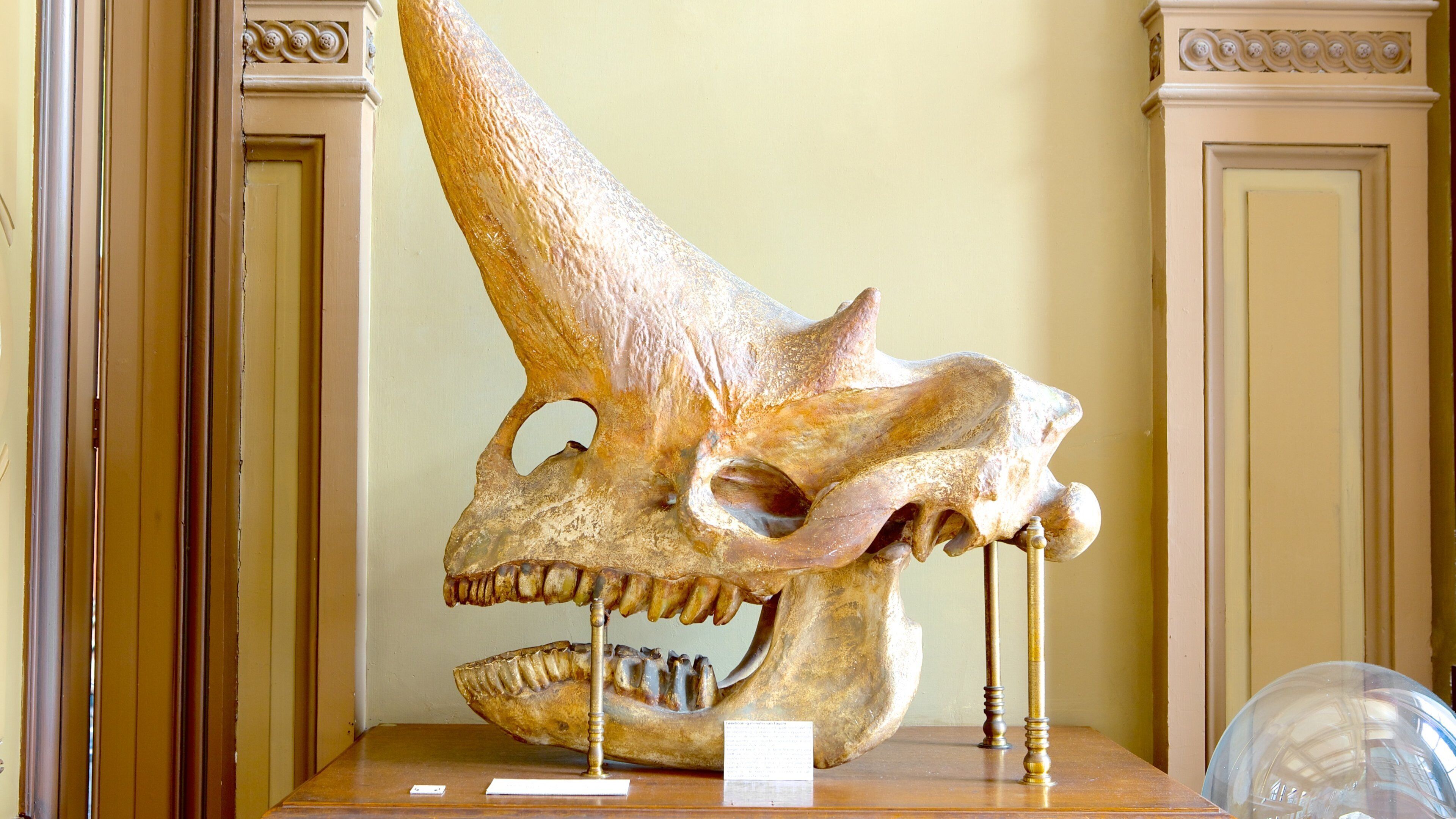 Teylers Museum showing interior views