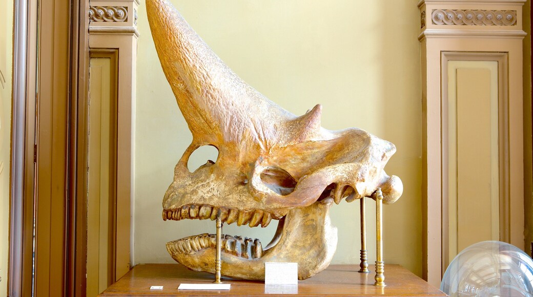 Teylersmuseum toont interieur