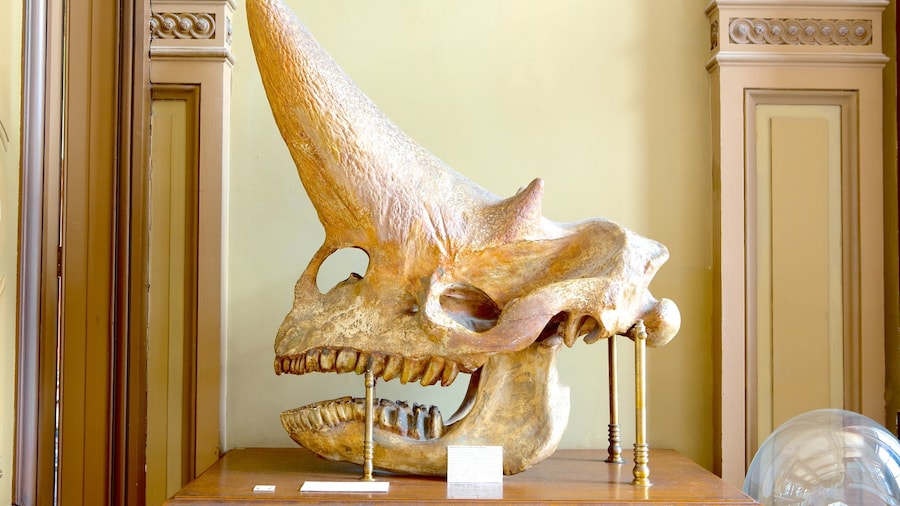 Teylers Museum showing interior views