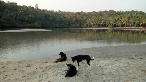Beach Puppies living the laid back life on Agonda Beach in Goa, India
#BeachTips