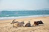 You know you're in India, when even cows enjoy a day out at the #beach! ;)