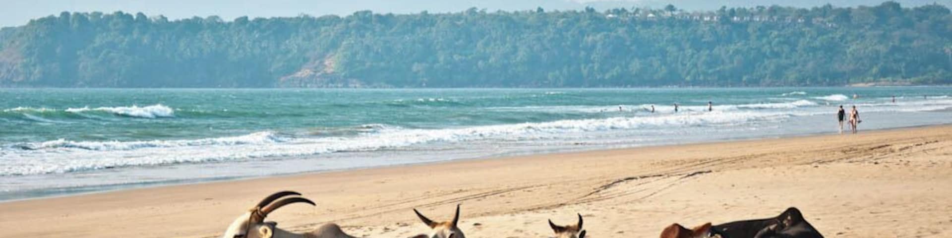 You know you're in India, when even cows enjoy a day out at the #beach! ;)