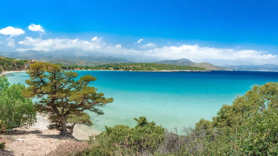 A coastal landscape with a clear blue sea, a sandy beach, and a prominent pine tree in the foreground.