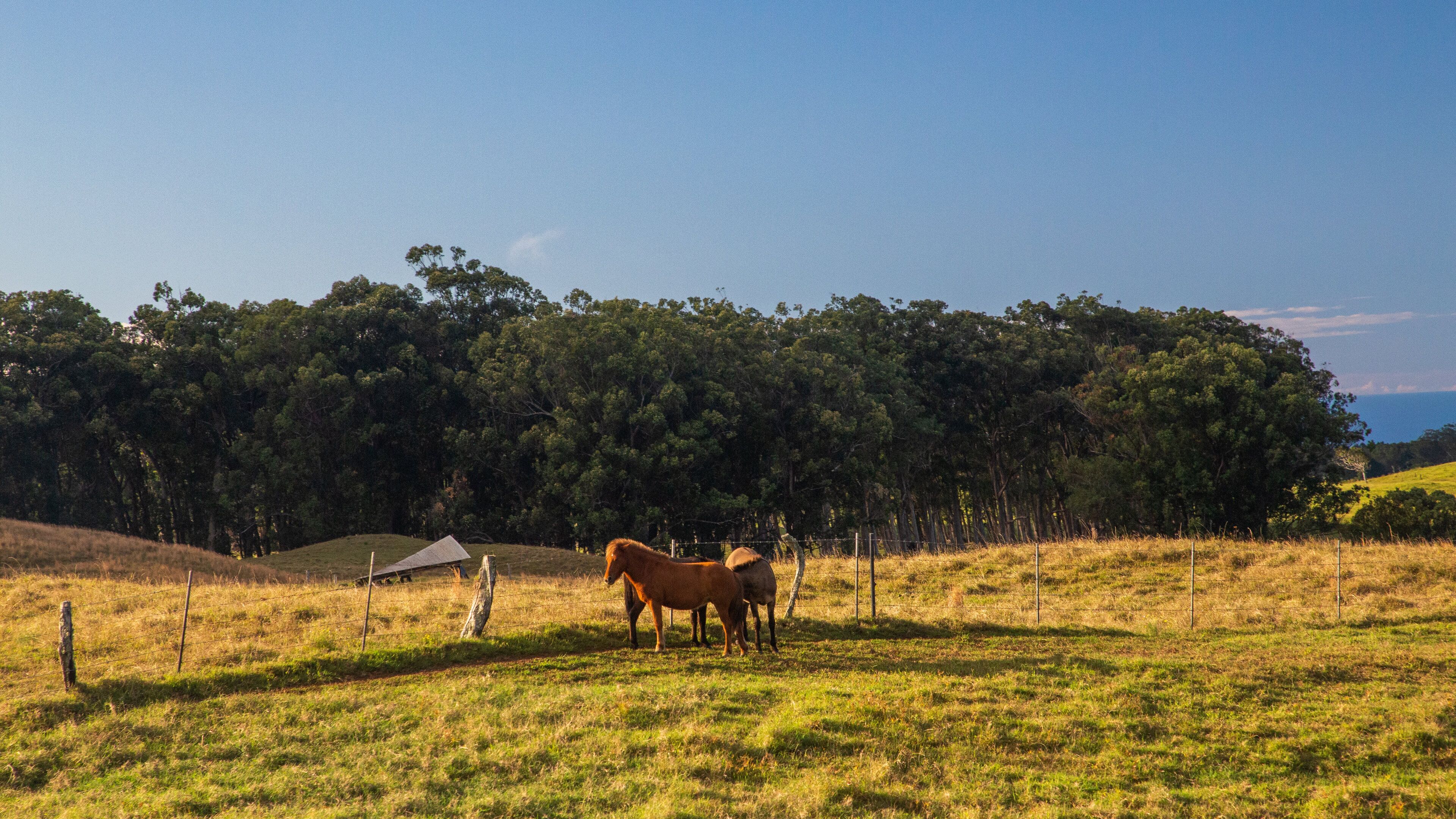 Kamuela which includes land animals and tranquil scenes