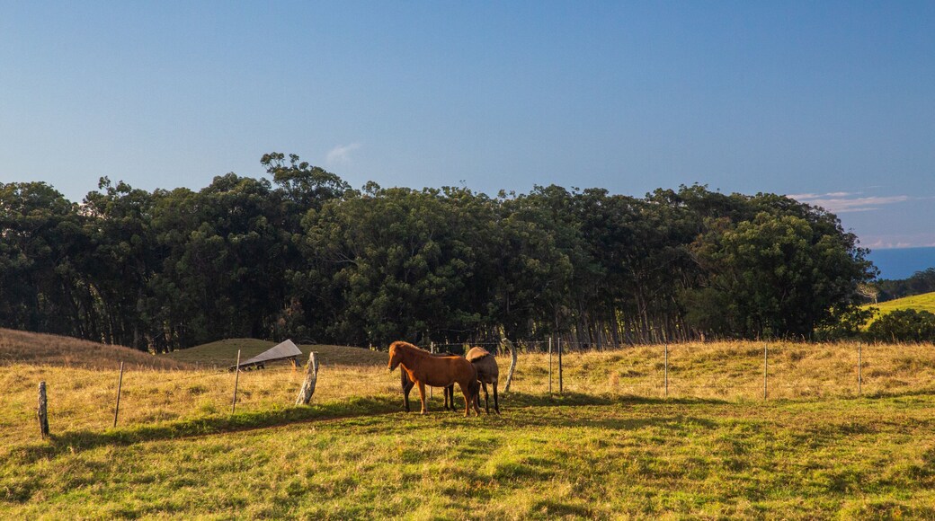 Kamuela which includes land animals and tranquil scenes