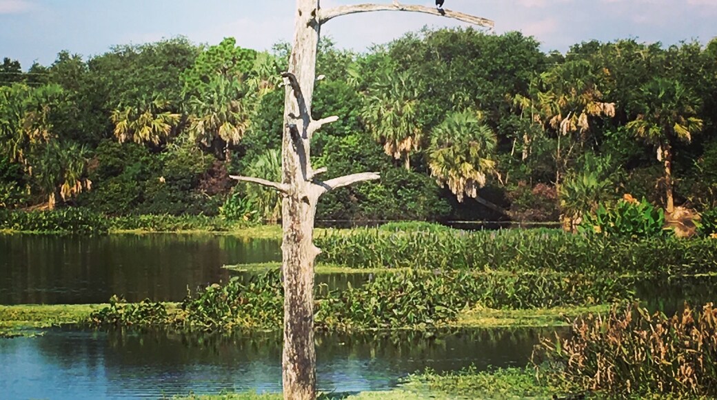 This is a beautiful place to view a variety of birds and other wildlife such as alligators, turtles, fish, rabbits and many flowers and trees while taking a walking tour. #adventure