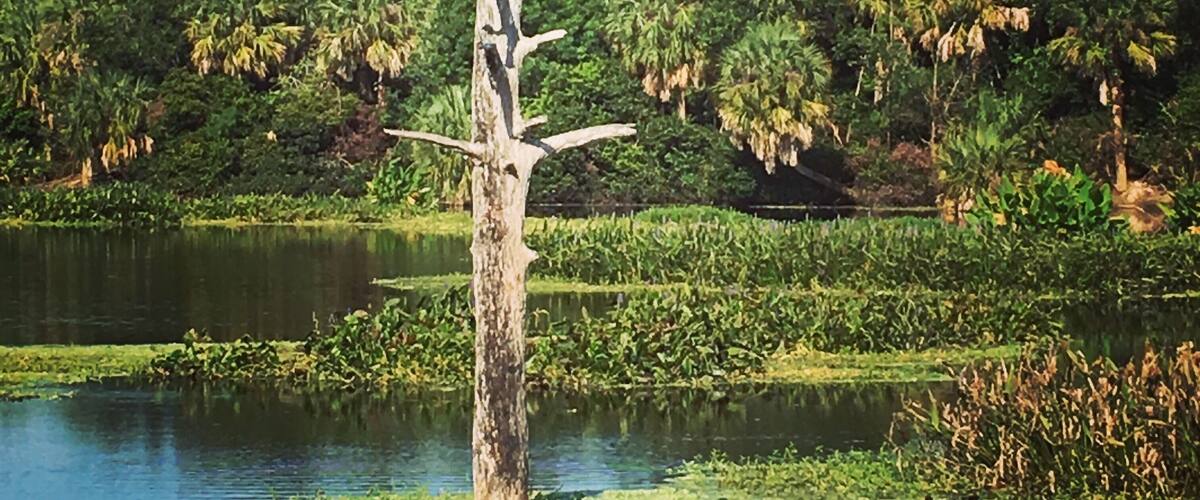 This is a beautiful place to view a variety of birds and other wildlife such as alligators, turtles, fish, rabbits and many flowers and trees while taking a walking tour. #adventure