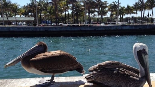 Pelicans enjoying a rest!