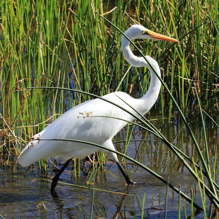 I visited Green Cay Wetlands for the first time last Sunday. This is the elegant Great Egret searching for food.

#birds #wildlife #Florida