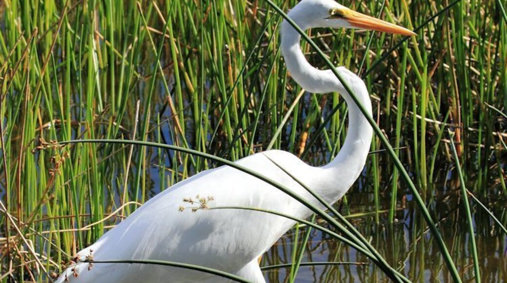 I visited Green Cay Wetlands for the first time last Sunday. This is the elegant Great Egret searching for food.
#birds #wildlife #Florida