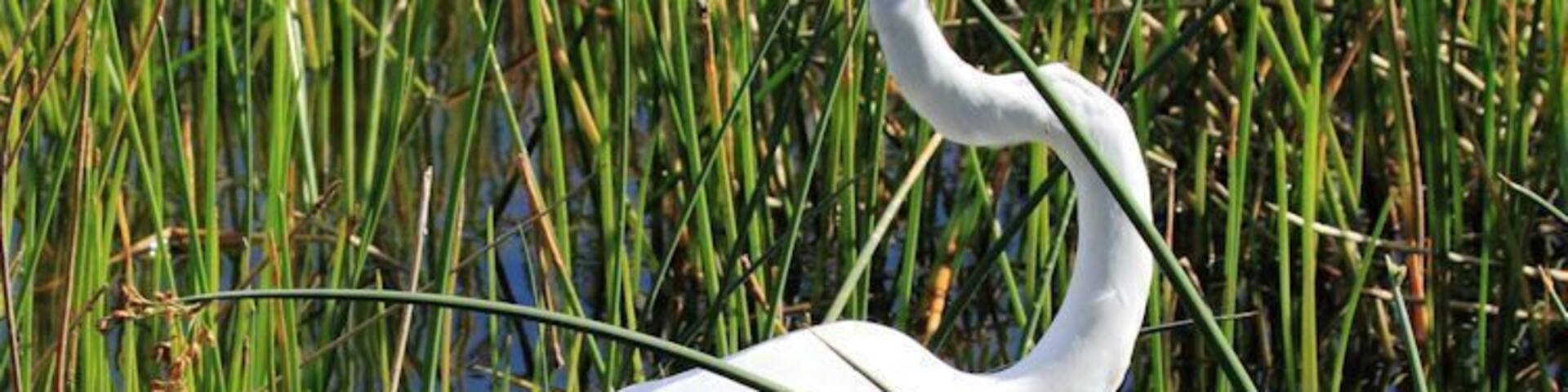 Una garza blanca parada en aguas poco profundas, con juncos verdes altos al fondo.