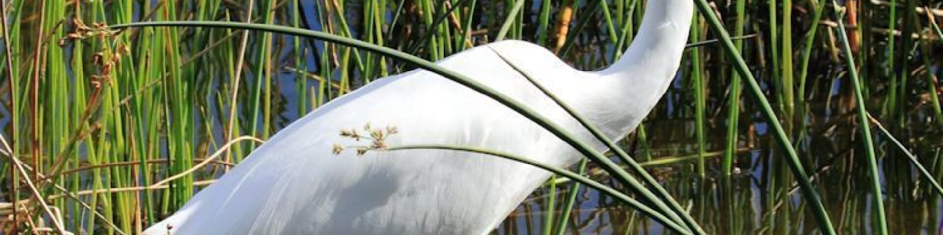 I visited Green Cay Wetlands for the first time last Sunday. This is the elegant Great Egret searching for food.
#birds #wildlife #Florida