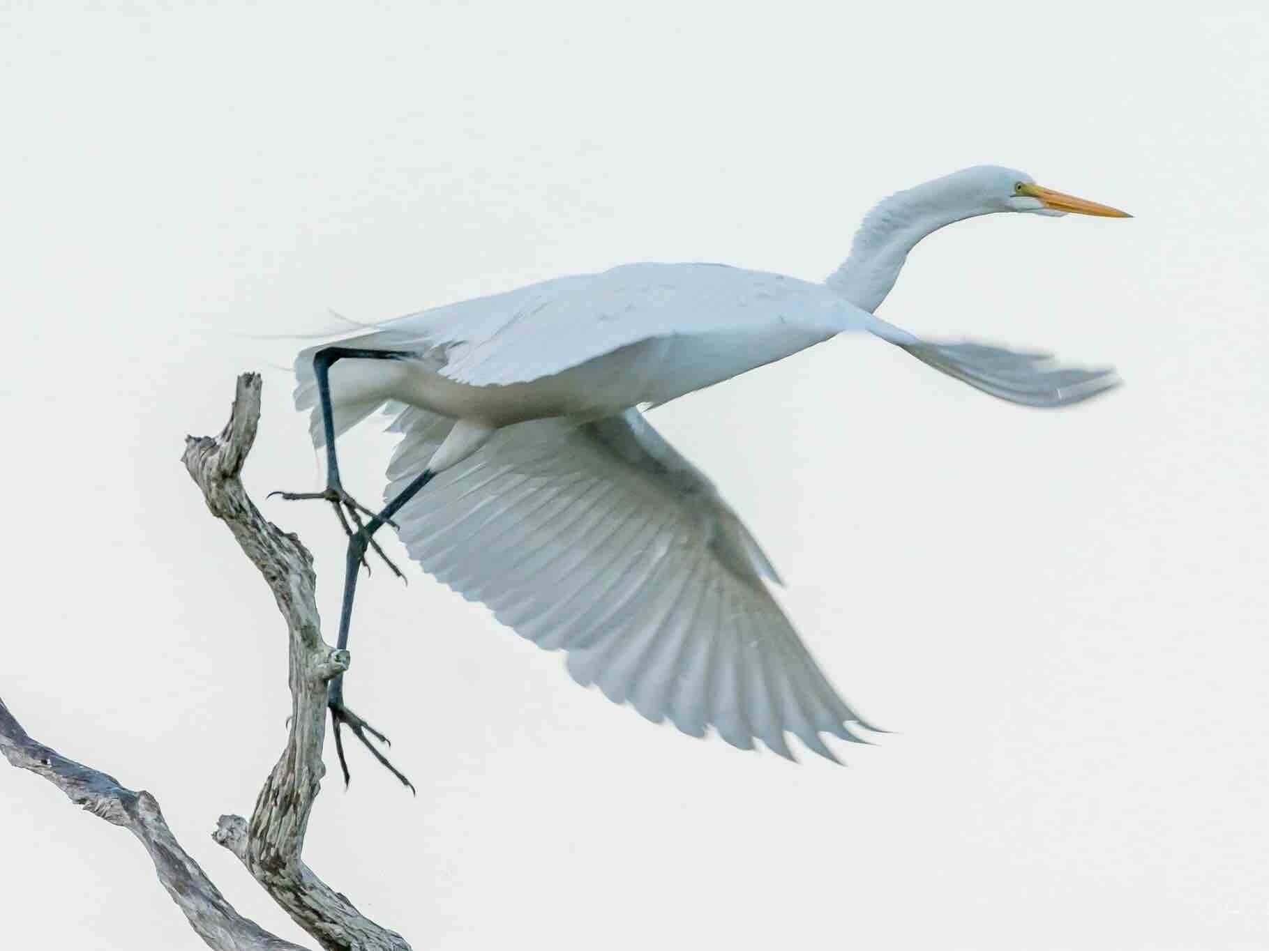 I got there just in time for takeoff. You never know what you will see here.