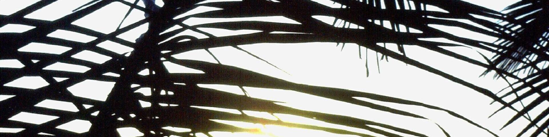 A palm tree silhouette against a sunset over the ocean.