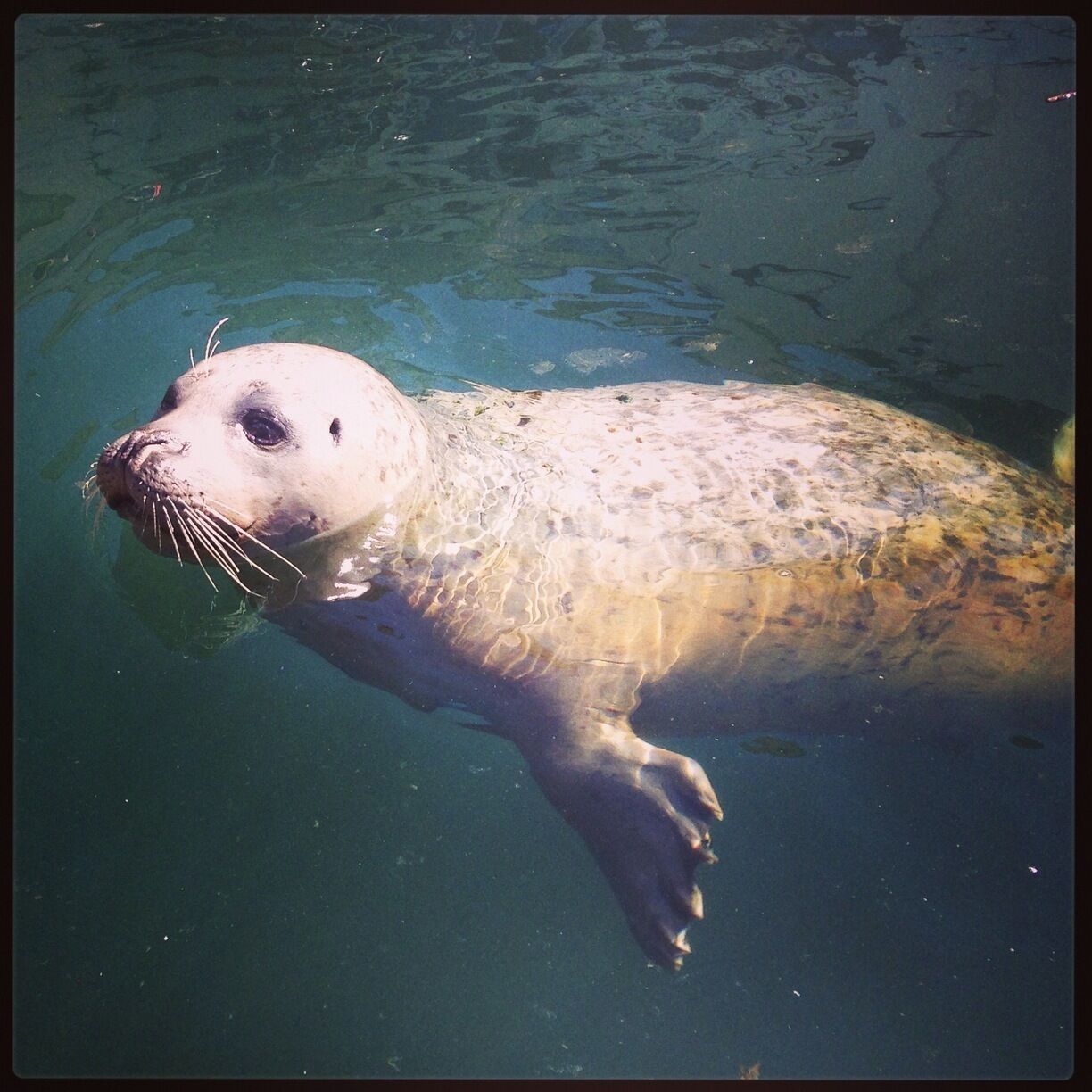 There's a number of seals that hang around the marina waiting for a feed. Just a few minutes out of Victoria.