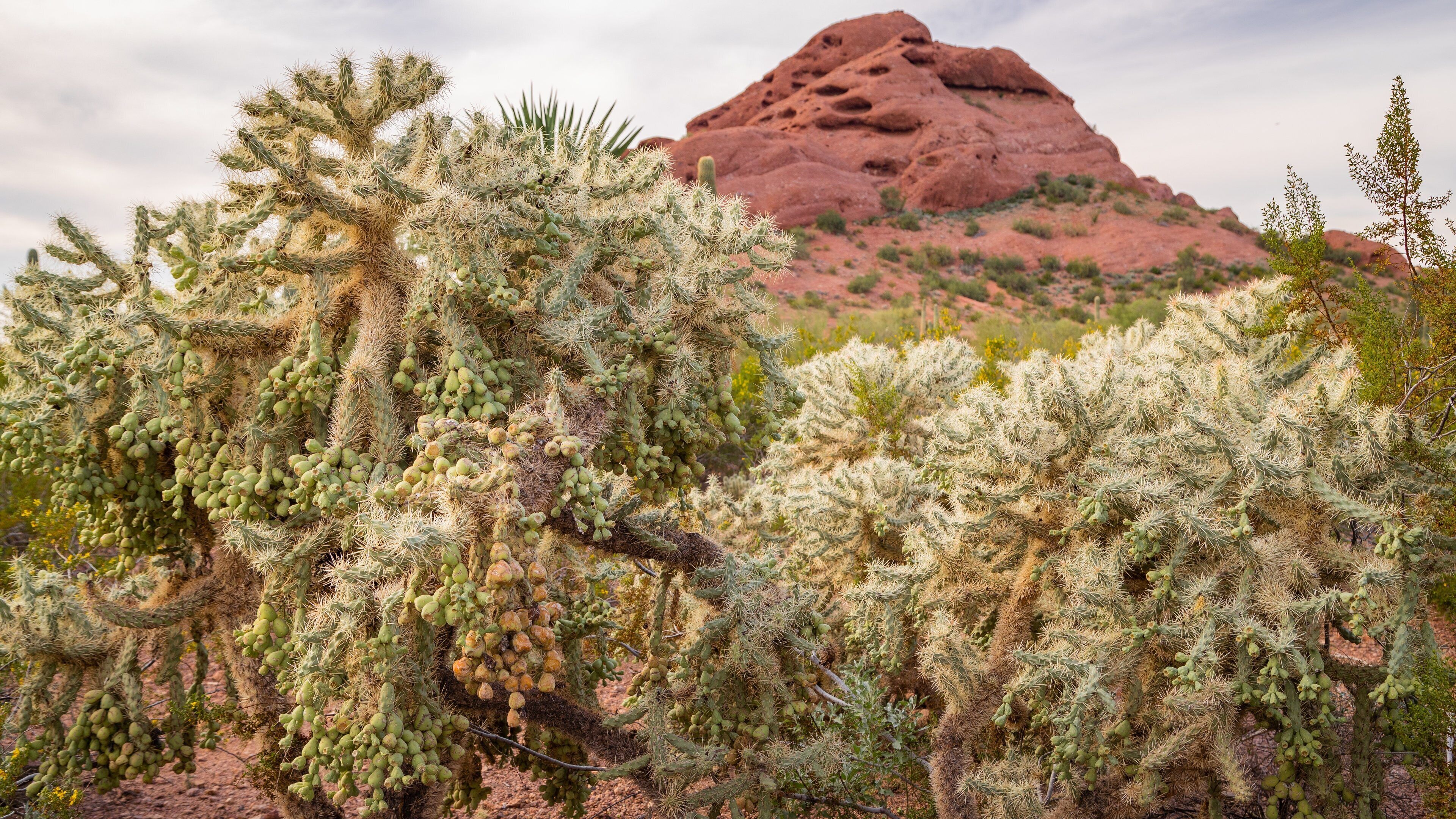 A desert landscape with cacti and a prominent red rock formation in the background.
