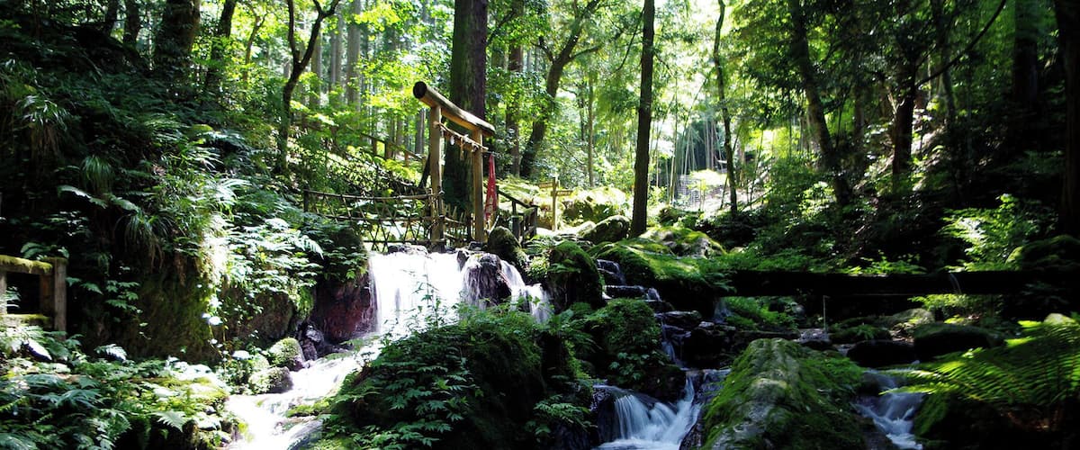A forested area with a small waterfall and a wooden bridge.