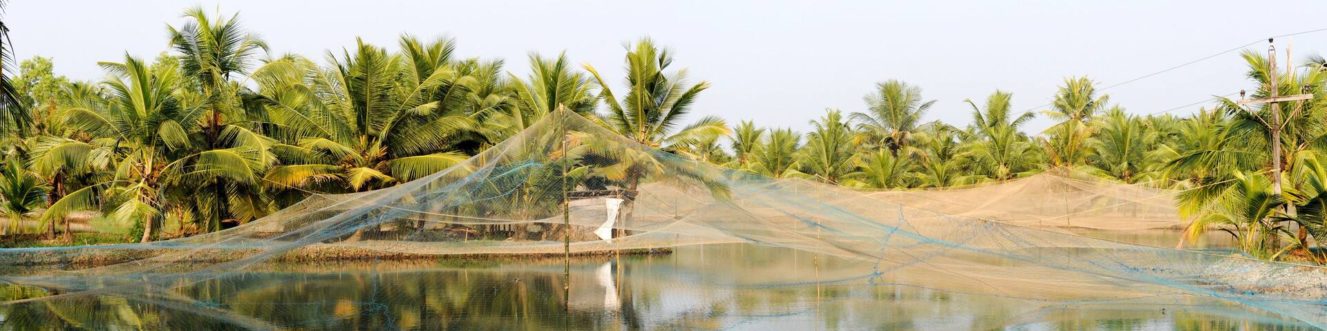 Shrimp farm on the backwaters of Kollam