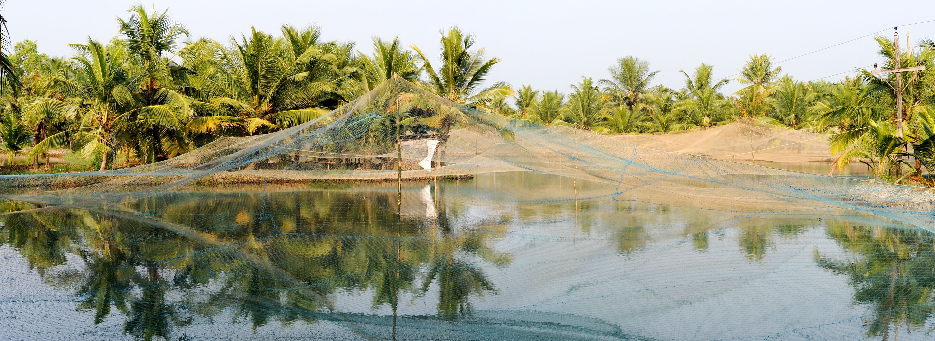 A water body with a fishing net, surrounded by palm trees.