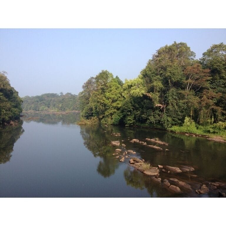 Quite forest... Silent river