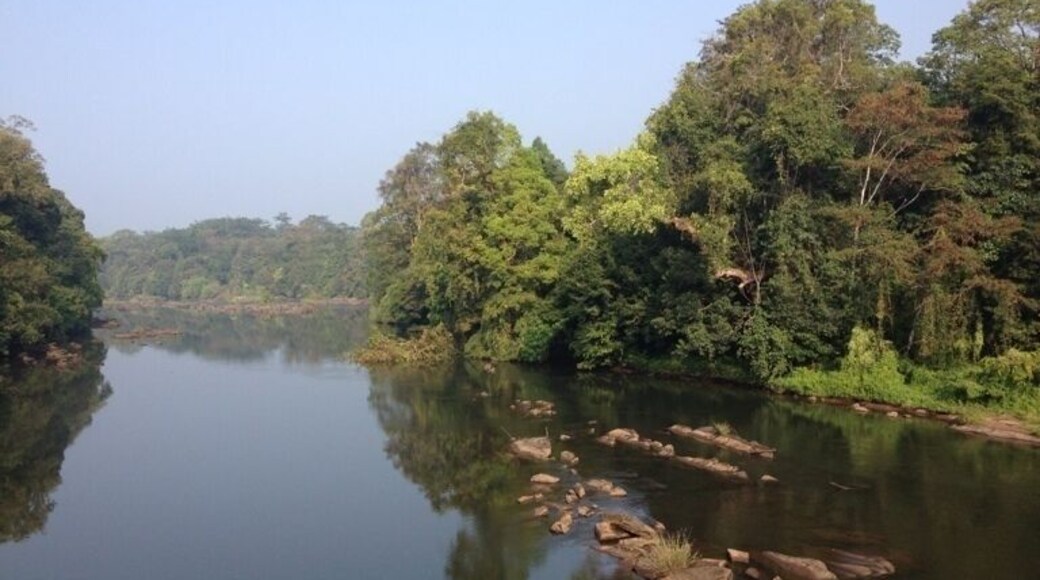 Quite forest... Silent river